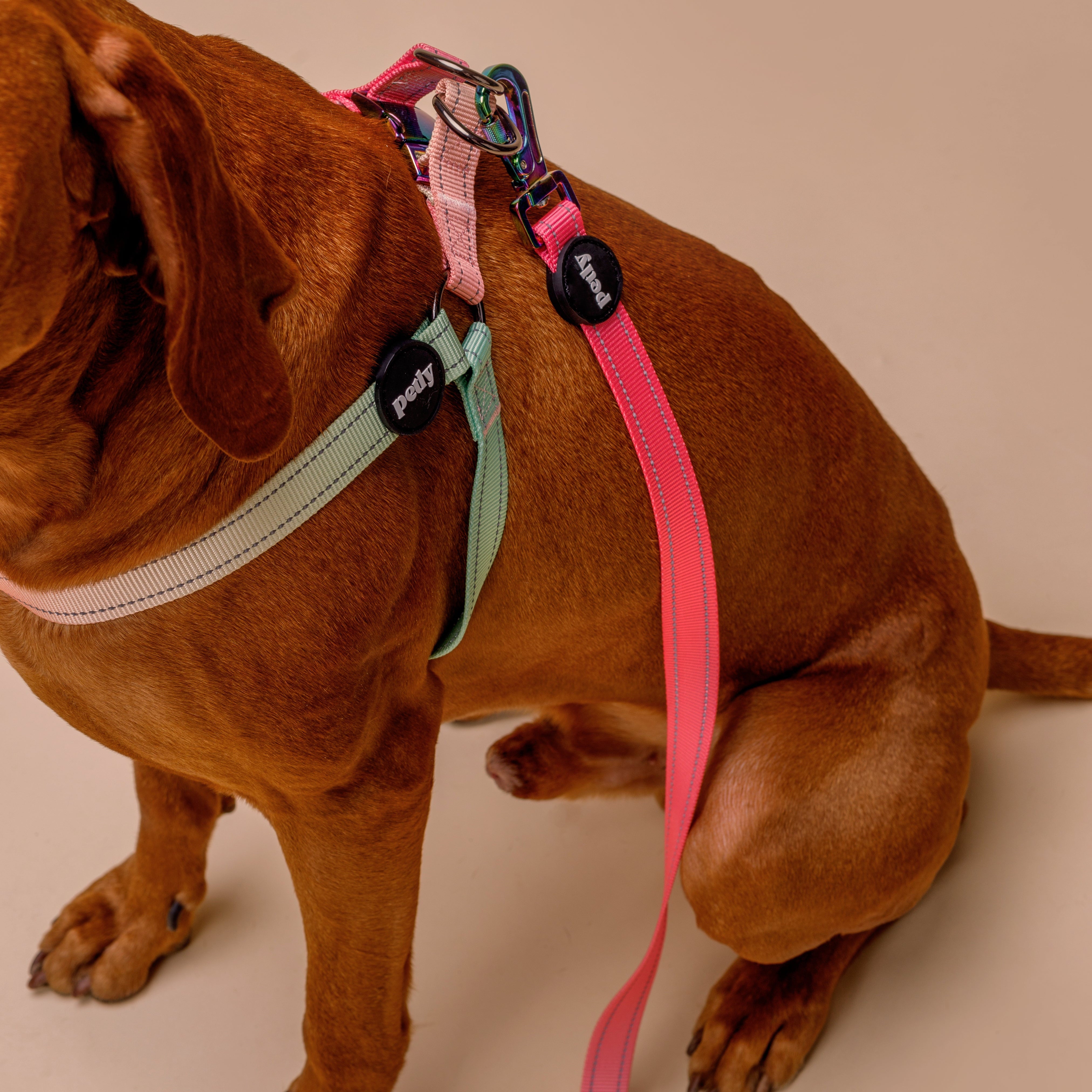 Szelki Guard Step-In WANDER